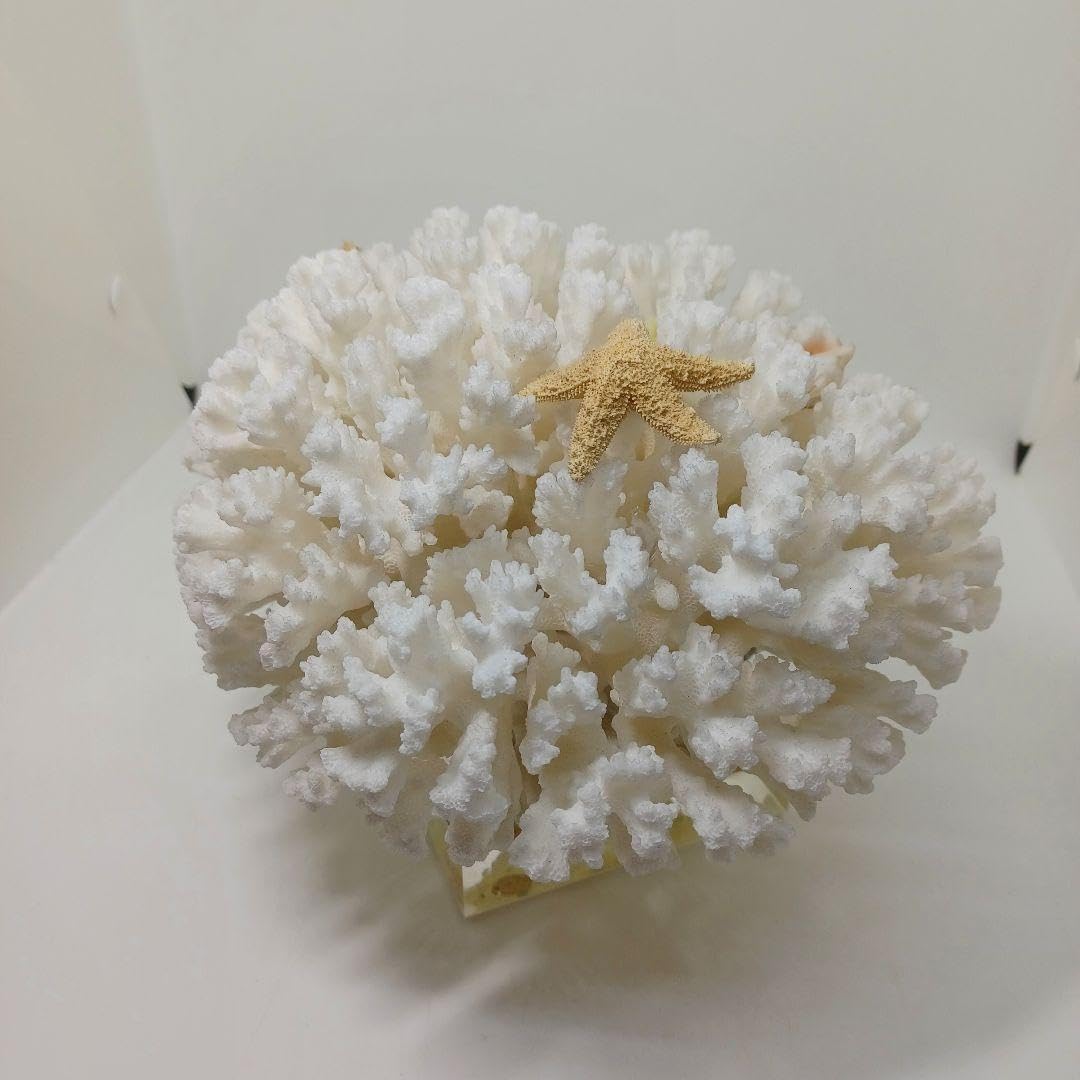 天然珊瑚サンゴ 剥製 タツノオトシゴ 貝殻 ヒトデ 2kg以上 天然珊瑚サンゴ 剥製 タツノオトシゴ 貝殻 ヒトデ 2kg以上