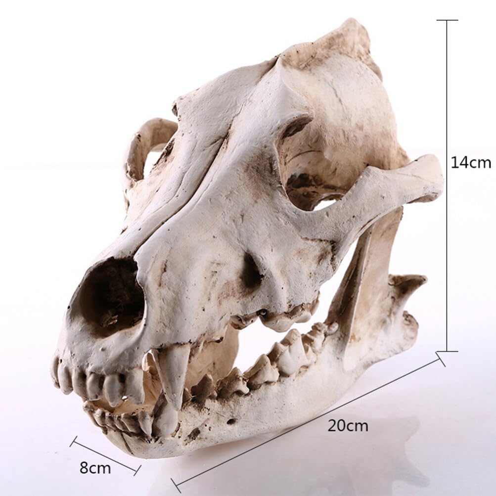 Animaux Animaux Tête de Loup Tête de Loup Squelette Squelette Résine Sculpture Animal Crâne Sculpture pour Enseignement Accessoire Décoration Maison Bureau Reptile Décor Reptile