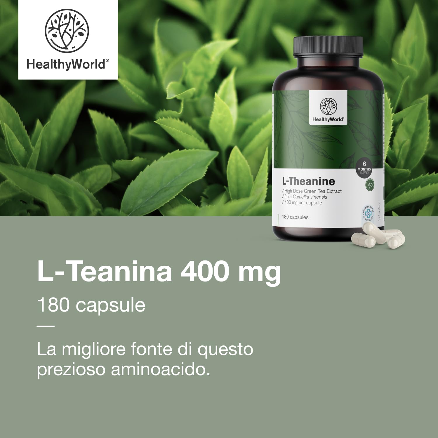 HealthyWorld L-Teanina 400 mg - 180 Capsule - Estratto di tè verde - Alta concentrazione - Aminoacido efficace - Supporto naturale per l'organismo - Vegetariano e non OGM