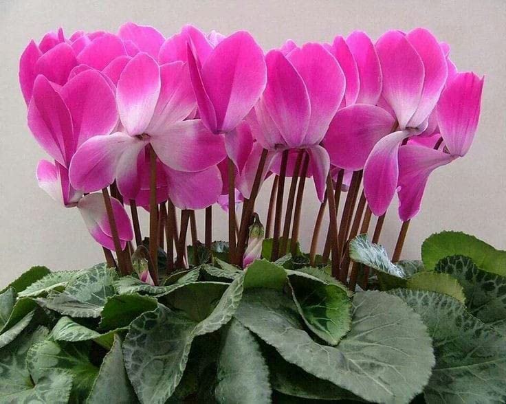 See full amazon price history chart for Siviga® Cyclamen flower bulbs for Your Garden | organic pink Cyclamen Flowering Plants bulb | all season Flowering bulbs for Planters pack of 1 bulbs Siviga® Cyclamen flower bulbs for Your Garden | organic pink Cyclamen Flowering Plants bulb | all season Flowering bulbs for Planters pack of 1 bulbs (B0C6F5HK92) Amazon Price History, Amazon Price Tracker