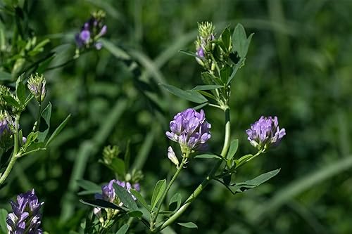 Miniatura 3 de Semilla de alfalfa 1 libra