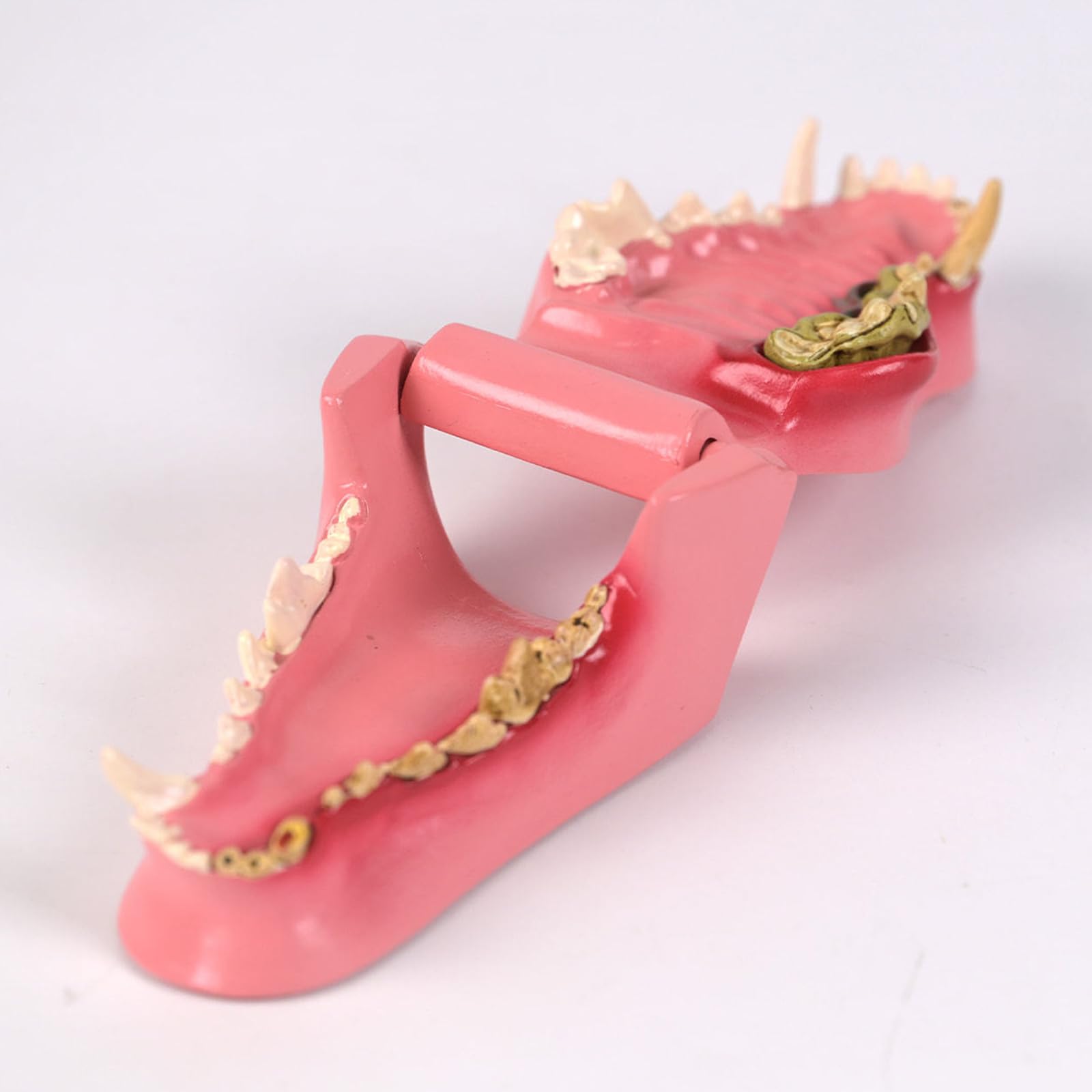 Modello per addestramento dei denti del cane per l'addestramento veterinario, la cura degli animali domestici e l'uso domestico in PVC, lezione veterinaria dei denti taglienti dei cani
