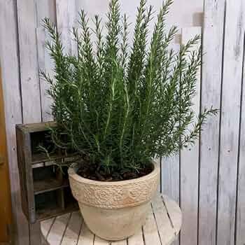 61R6n3Koz1L._AC_UF350,