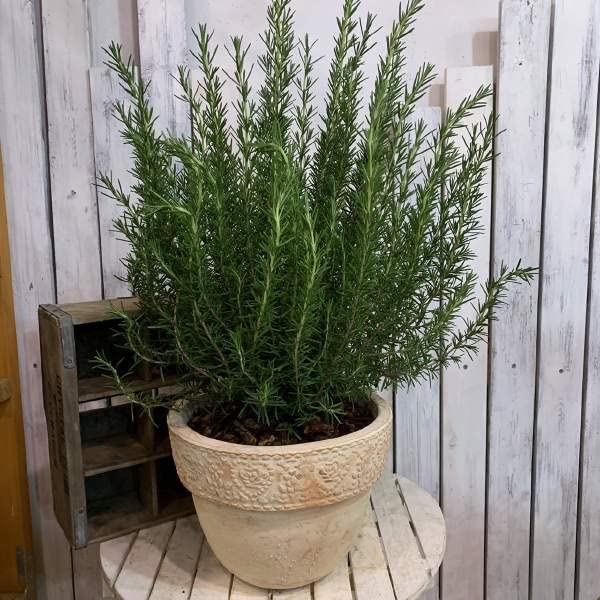 Amazon｜特大ローズマリーの大株仕上げ寄せ植えテラコッタ陶器