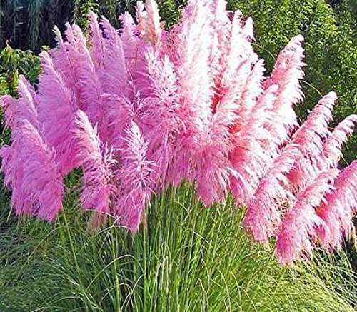 Nema Rare Purple Pampas Grass Flower Seeds - 50 Seeds (B07B8NJPXQ) Amazon Price History, Amazon Price Tracker