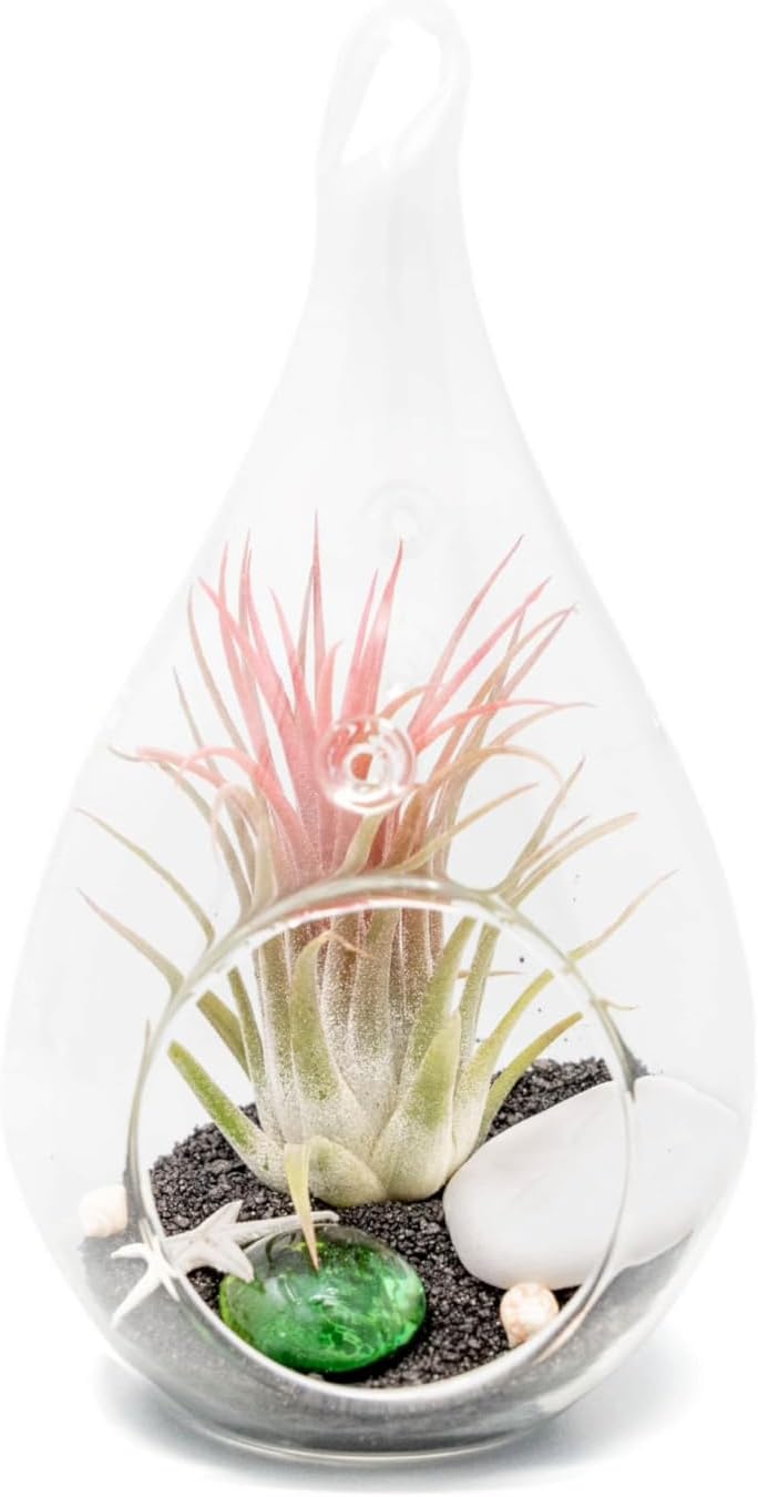 Glass Teardrop Beach Plant Terrarium - Air Plant, Sand, Starfish and Shell in Propagation Jar - Home and Garden Decor Plant Pot - Easy Care Indoor and Outdoor Plant Vase (1 Teardrop - Black Sand)