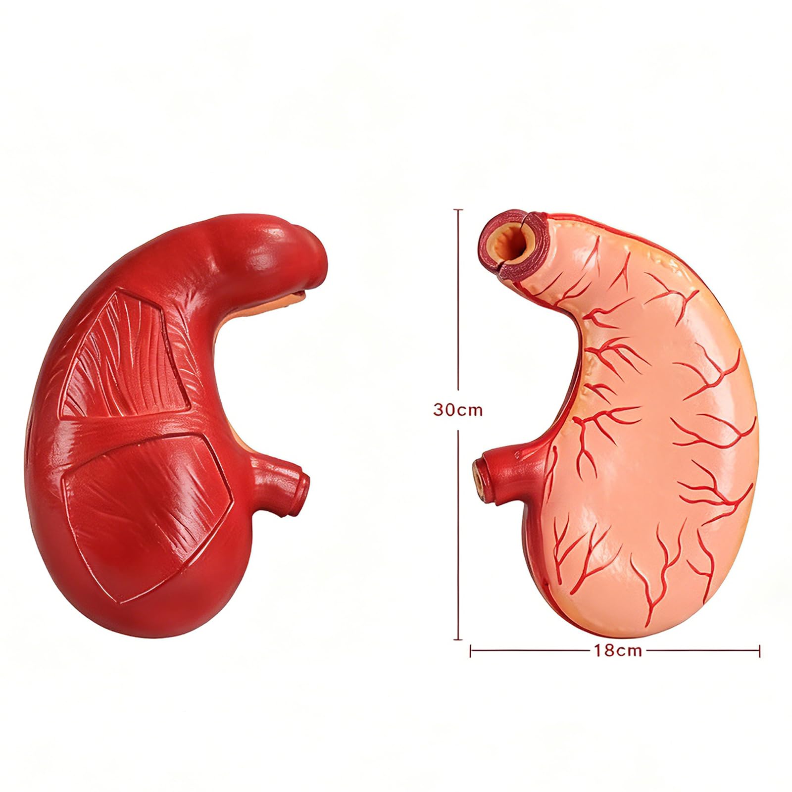 Model anatomii żołądka PVC edukacja medyczna struktura żołądka widok-model