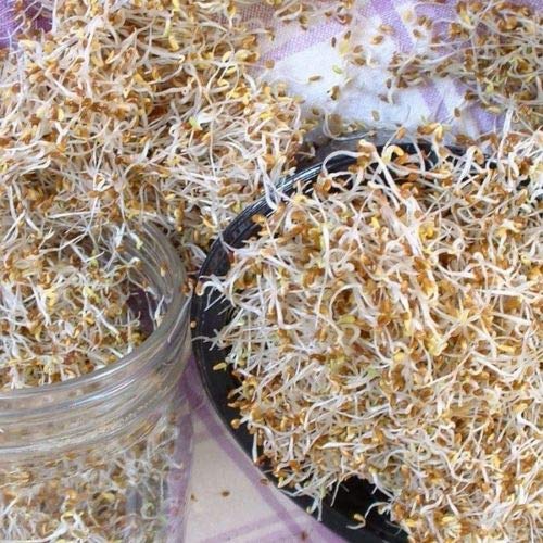 Suffolk Herbs - Organic Sprouting Seeds Alfalfa - 50g Seeds by Wafer