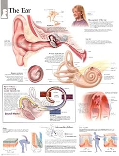 The Ear chart: Laminated Wall Chart
