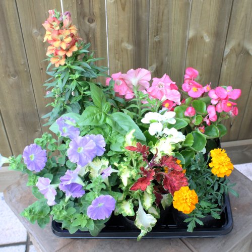 Amazon.co.jp: 店長おまかせ 季節の花苗8個セット ガーデニング 園芸