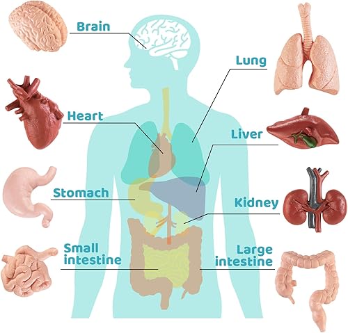 Miniatura 3 de Mini modelo de cuerpo humano para niños, 8 piezas de cuerpo conjuntos de juguetes de anatomía, herramientas de estudio de anatomía y fisiología 3D