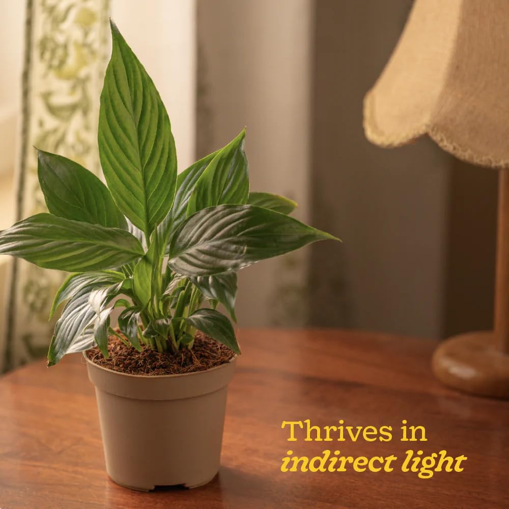 Ugaoo Peace Lily Live Plant with Self Watering Pot - Spathiphyllum Plant 4