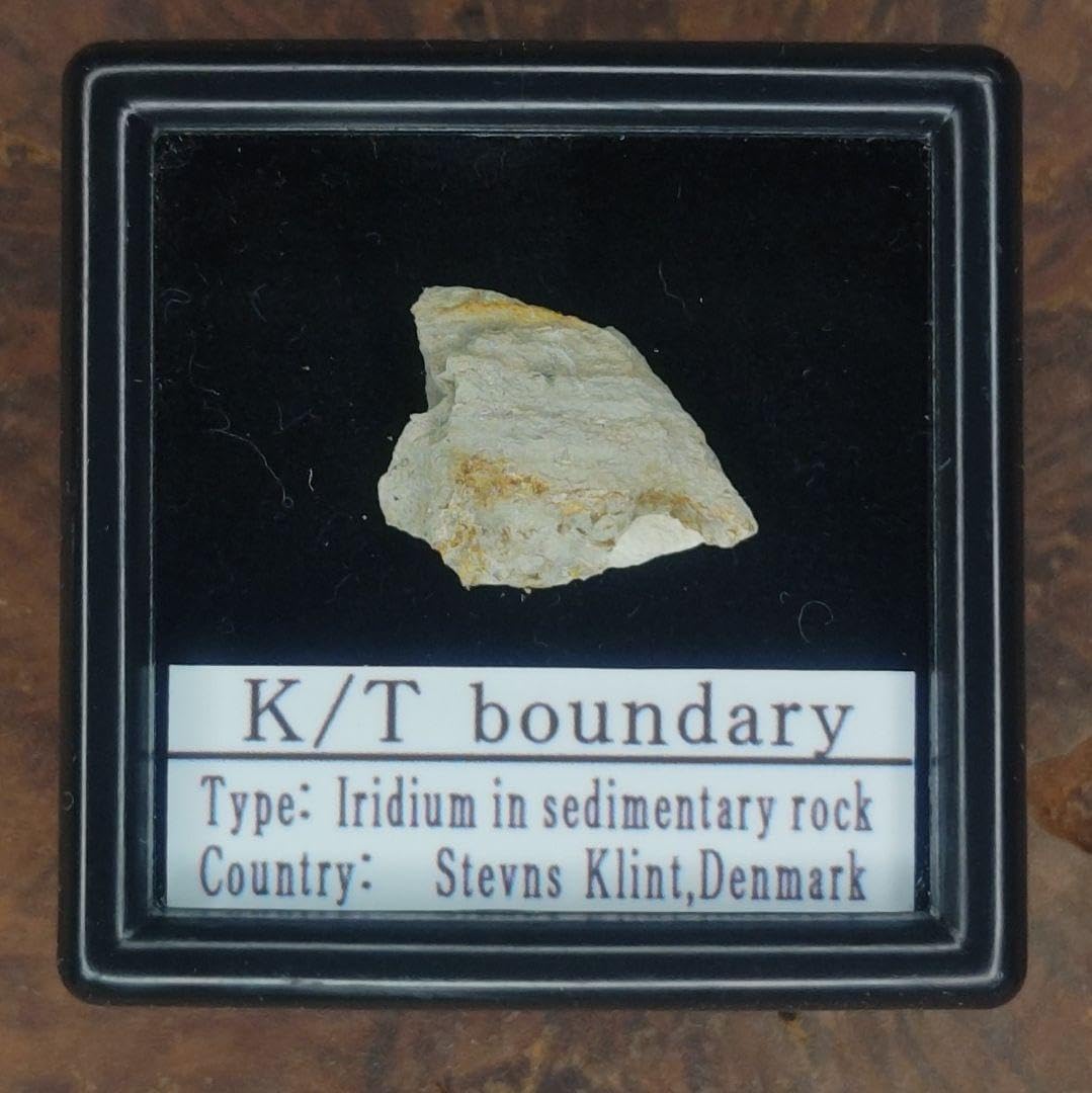 D.h. ヘラクレス　標本 max 180㎜ D.h. ヘラクレス 標本 max 180㎜ D.h. ヘラクレス 標本 max 180㎜ 標本