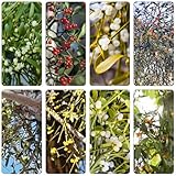 mistelzweigsamen extrem winterharte kübelpflanzen schnittblumen pflanzenkübel sommerblumen kräuterpflanzen balkon garten kletterpflanzen winterhart mehrjährig bonsai topf garten 300samen
