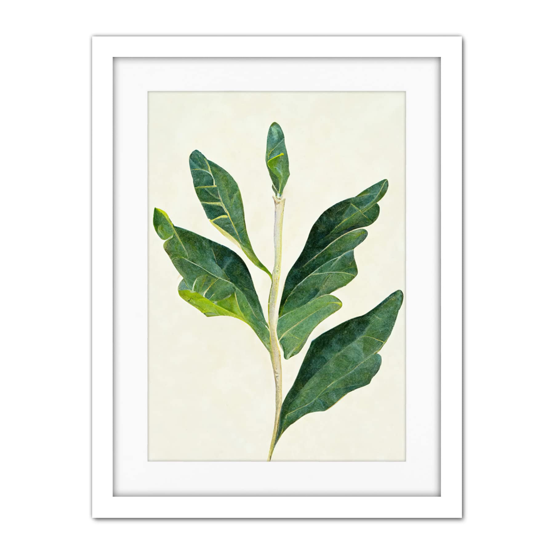 Doppelganger33 LTD Detail Of Rubber Fig Plant Botanical Illustration Artwork Framed Wall Art Print 18X24 Inch