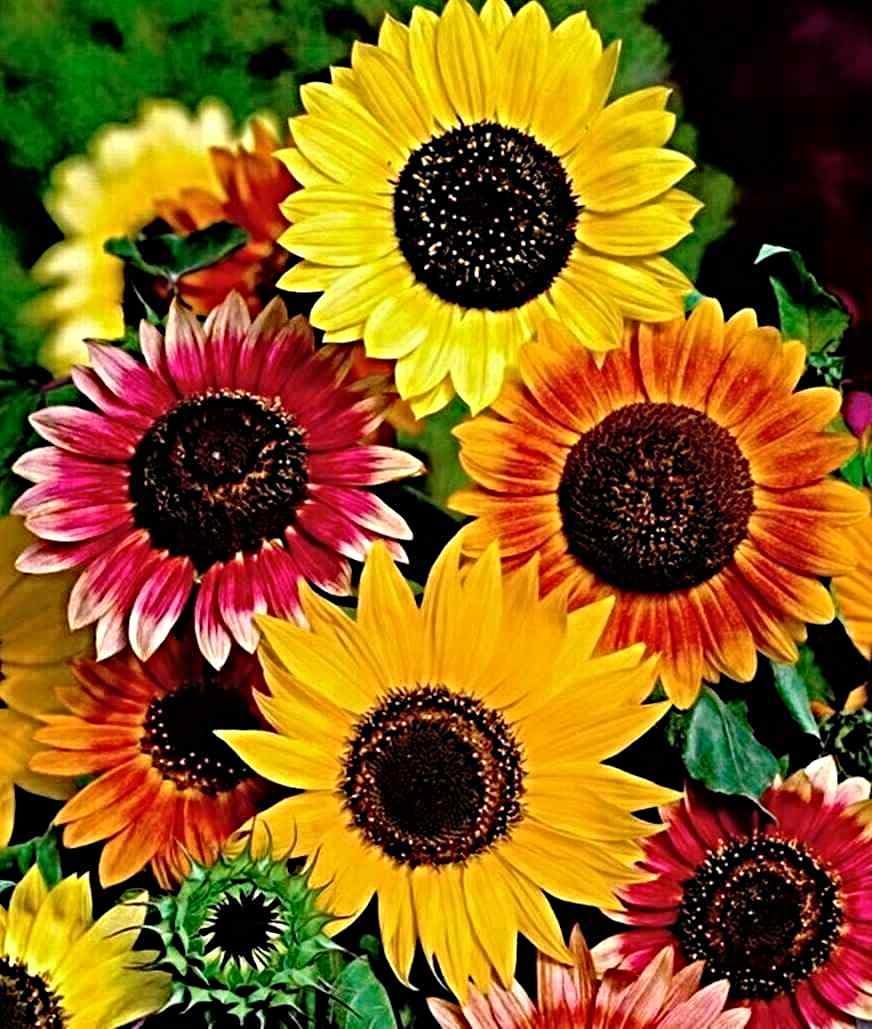 Samen Dwarf Sunflower "Fantasy mix", Zwerg Sonnenblume, bunte Mischung (5000 Samen)