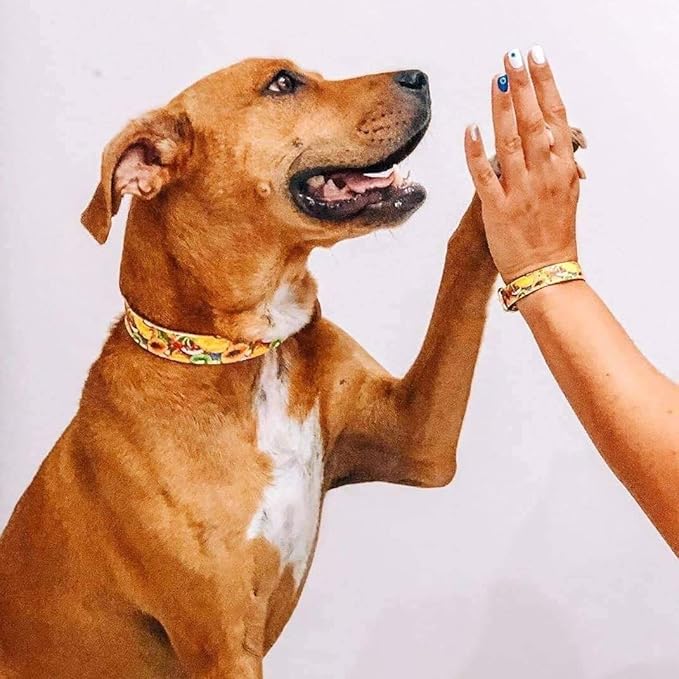 Amazon Arguscollar アルゴスカラー 首輪単品販売 犬用首輪 おしゃれなギリシャブランド ビーガンレザー S 33 40 5cm 首輪単品 トゥッティフルッティ Arguscollar ベーシック首輪 通販 Amazon Arguscollar アルゴスカラー 首輪単品販売 犬用首輪 おしゃれなギリシャブランド ビーガンレザー S 33 40 5cm 首輪単品 トゥッティフルッティ Arguscollar ベーシック首輪 通販