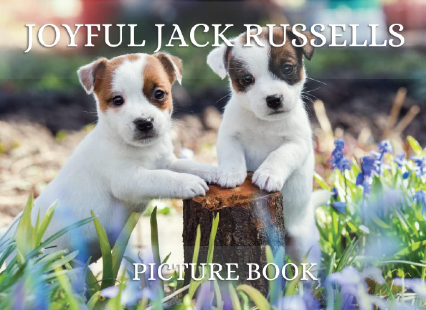 Joyful Jack Russells Picture Book: A Full Color Picture Book for Seniors with Dementia, Alzheimer's (Tranquil Picture Books - Dogs)
