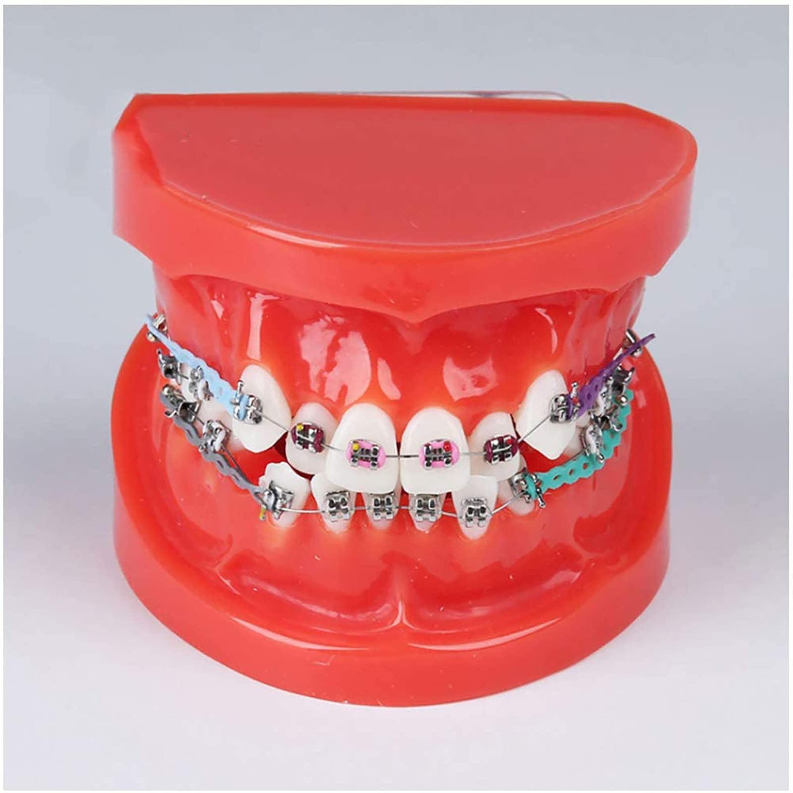 Dental Typodont Erwachsene Demonstration Zahnmodell mit mentalen Zähnen Kieferorthopädische Zahnspangen Modell mit Blattschraube Bänder, Rot