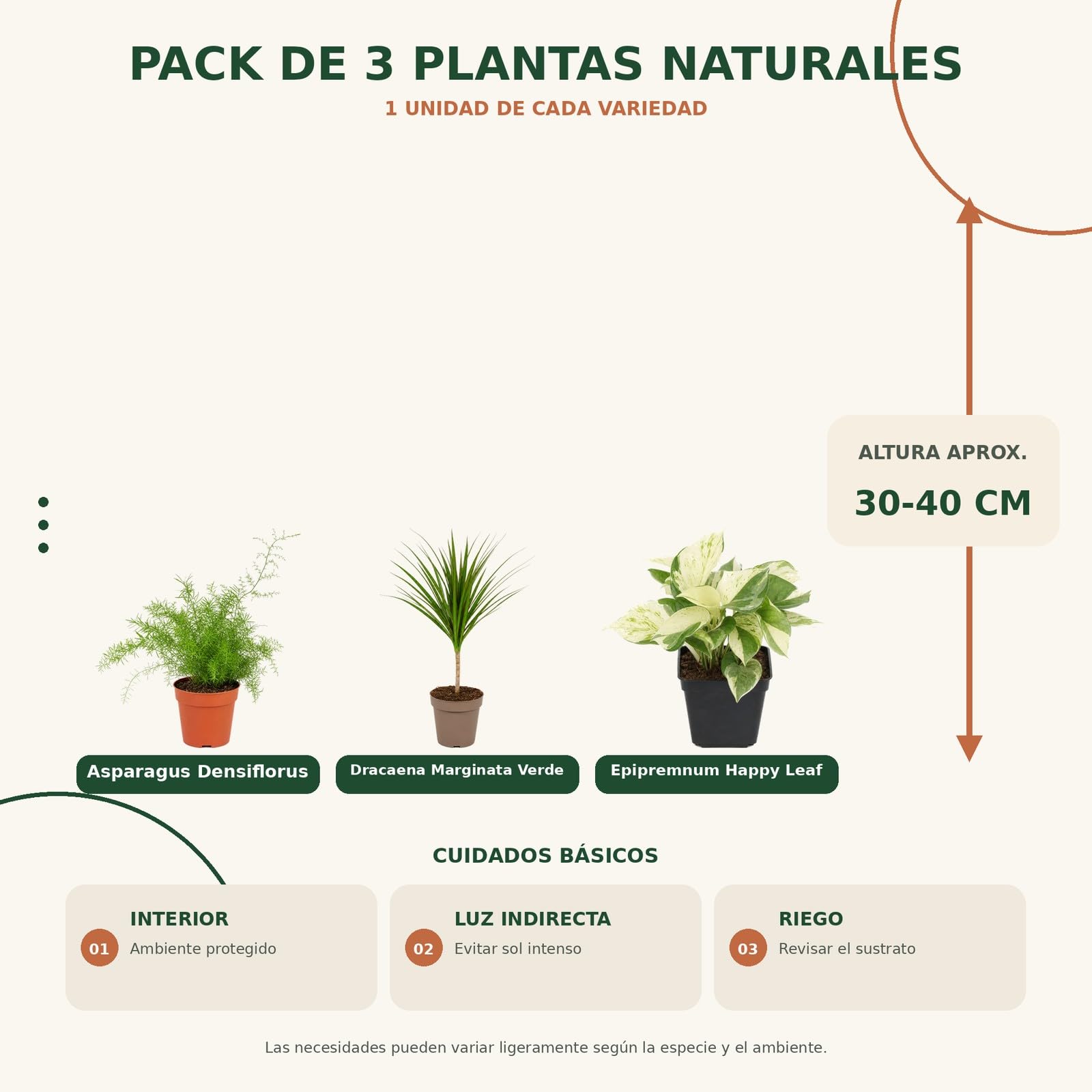 Pack 3 Plantas DECOALIVE: Helecho Espárrago, Drácena y Poto Happy Leaf