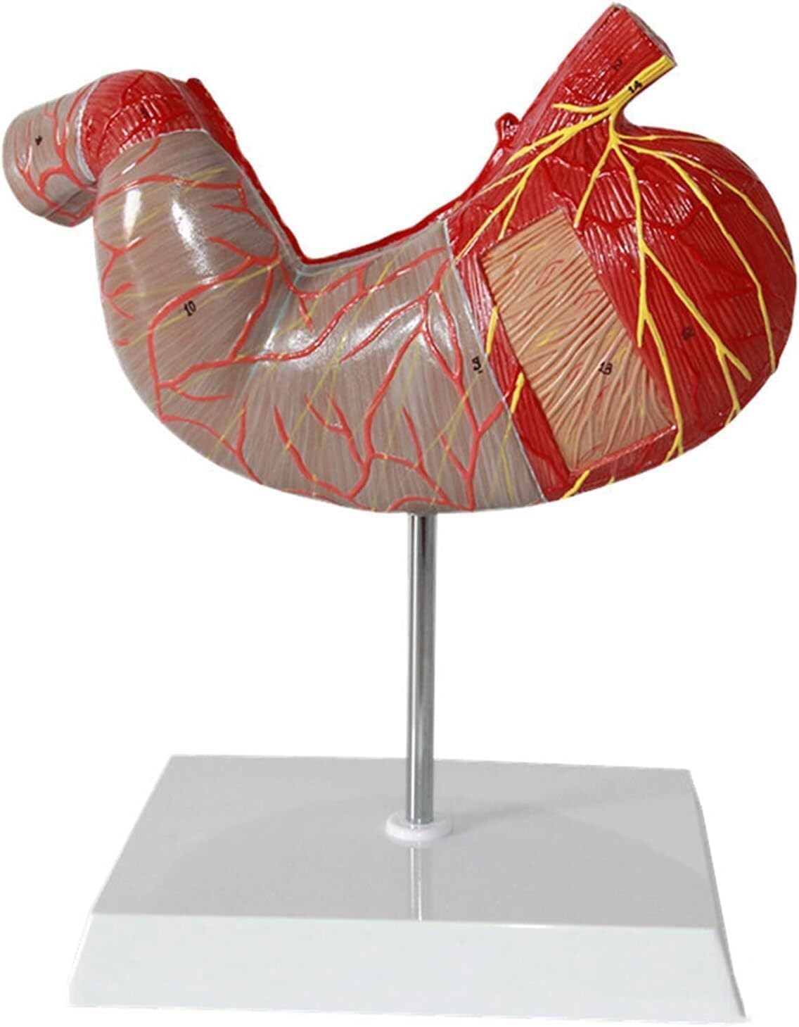 人体解剖学胃医療モデル、1.5倍胃解剖モデル消化器系モデル、医療教育学習ツール胃構造モデル