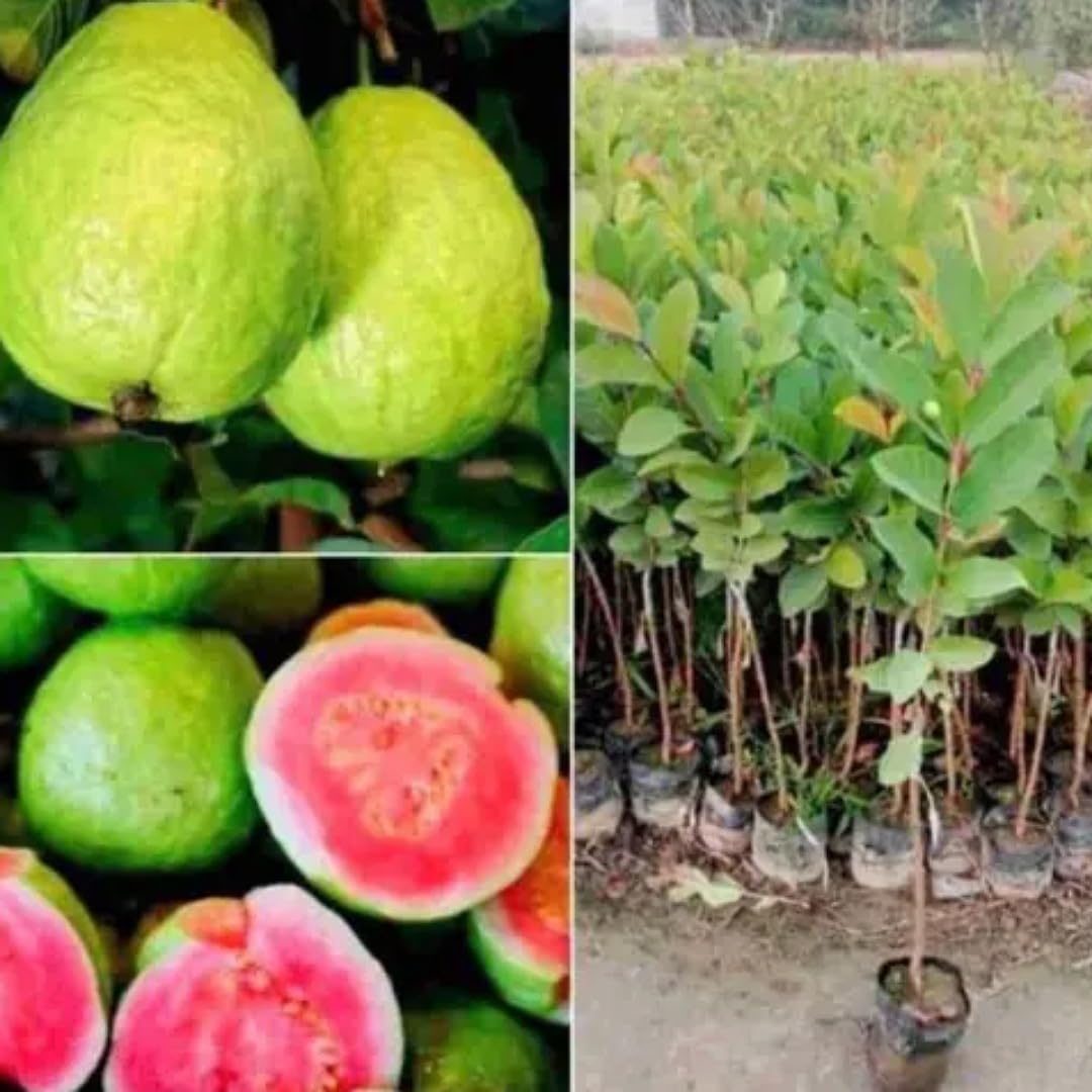 SANJU Rare Taiwan Pink Amrud Plant Fruit Tree Guava Rare Apple Guava (Pink Flesh - Shape) 1 Live Berry Outdoor Garden Plant(1 Healthy Live Air layered/Grafted Plant with Polybag) (B0C996722T) Amazon Price History, Amazon Price Tracker