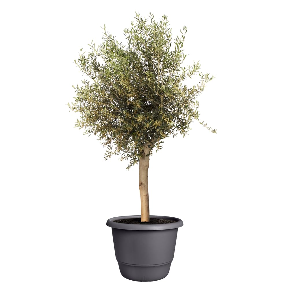 Elho Amiga Rond 55cm Pot de Fleur - Anthracite