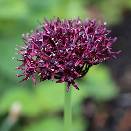Miniatura 4 de Allium Blend Purple - Paquete mixto de Allium para jardín, paisajismo o cultivo en contenedores (40 bombillas)