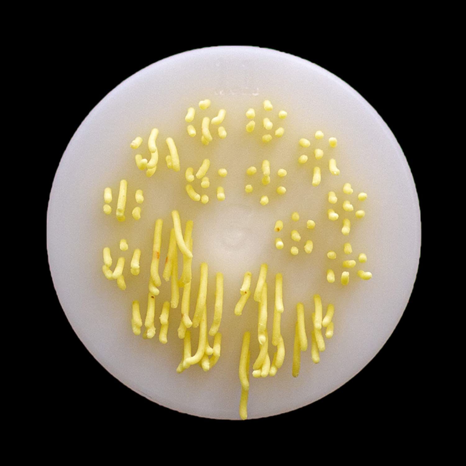 Spaghetti-Nudelform-Scheiben Für Philips Pastamaker – Inkl. 3 Mm Spaghetti & Bun Bo Aufsatz, Aus Kunststoff