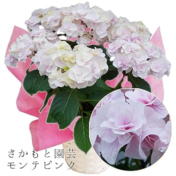 ☆hydrangea☆さま 専用です Amazon.co.jp: Yurika Pink, Sakamoto Gardening, Master
