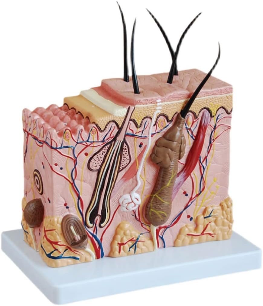 Skin Model,70X Enlarged Anatomical Model Human Skin Anatomy Model Skin