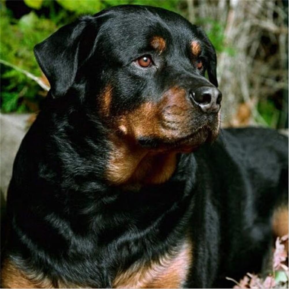 znwrr DIY 5D Diamond Painting Full Drill Kit, Animal Rottweiler Dog 5D Diamond Painting Set, Paint by Numbers Diamond, Diamond Painting Pictures Adults Children, Craft Wall Decor 40x50cm
