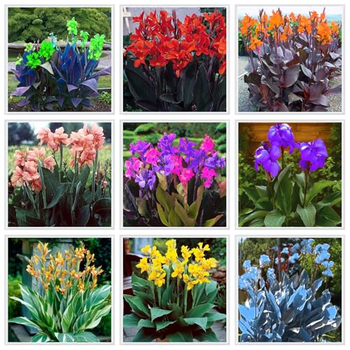 Canna in gemischten Farben – winterhart, mehrjährig, perfekt für Gärten und Behälter – einfach zu züchten und farbenfroh-1 Wurzel
