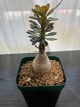 アデニウムソコトラナム 純血 実生 2株セット Amazon.co.jp: アデニウム ソコトラナム 純血 実生 3年株 : おもちゃ