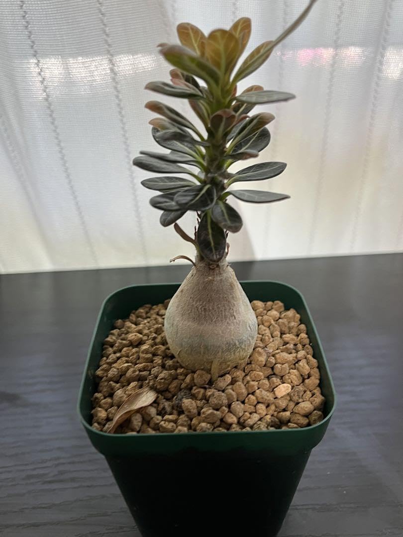 アデニアソコトラナム　純血 種子]アデニウム・ソコトラナム純血 5粒の販売(Adenium
