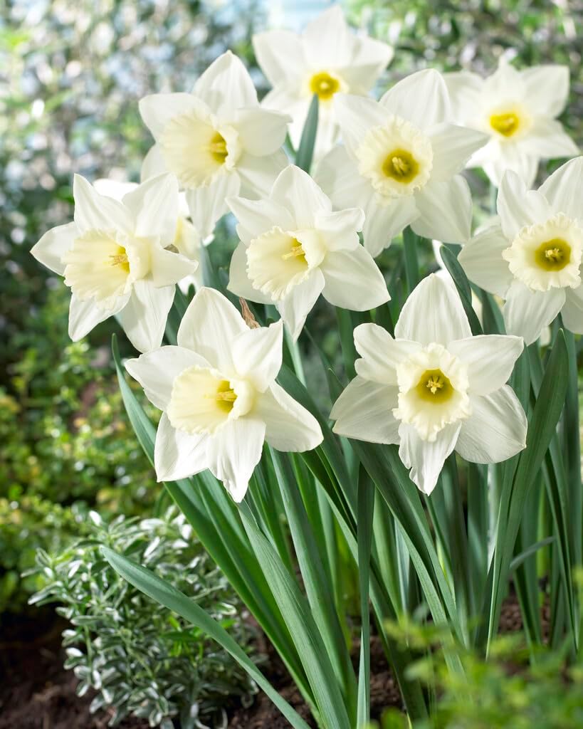 Mount Hood Large Trumpet Daffodil Bulbs for Planting - Large White Elegant Blooms (20 Bulbs)