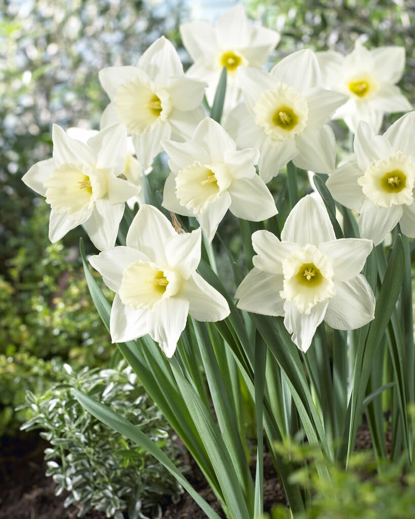 Mount Hood Large Trumpet Daffodil Bulbs for Planting - Large White Elegant Blooms (20 Bulbs)