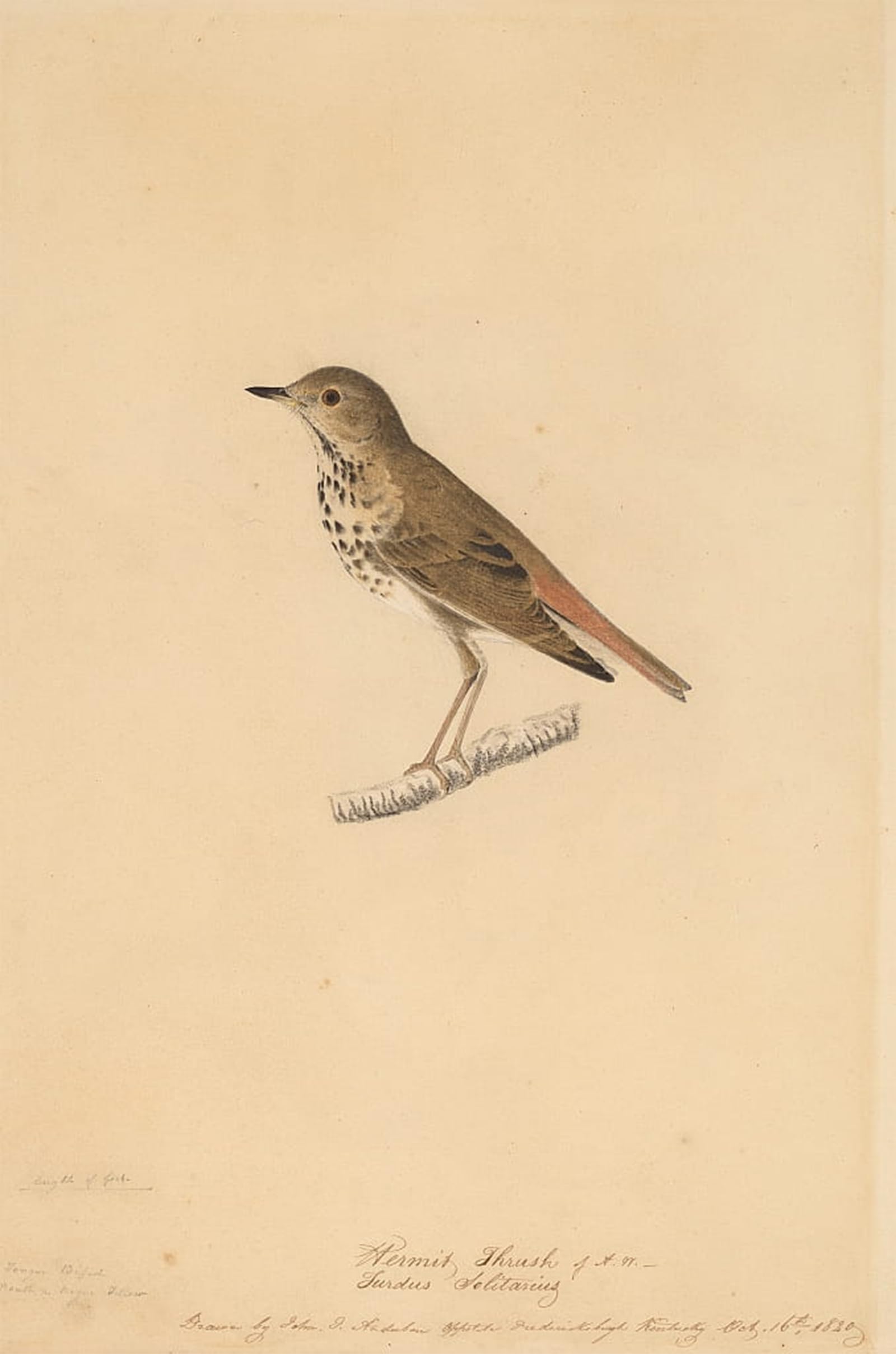 ARTXLXXBN Famous Prints Artwork Pictures Poster Painting Art Hermit Thrush by John Jamess Audubon Artwork Landscape Pictures for Home Decor 60x90cm