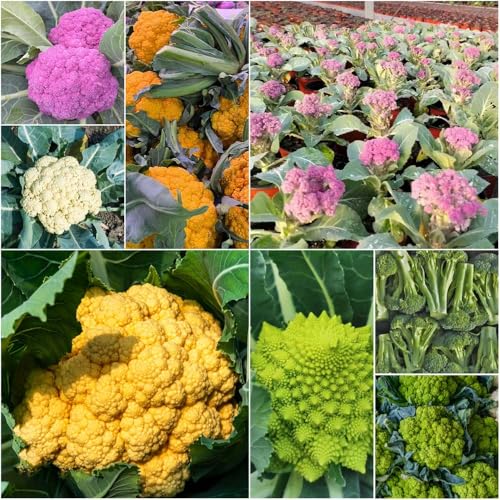 semillas de coliflor jóvenes para lugares soleados 300pcs