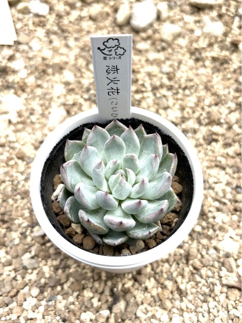 Amazon.co.jp: 多肉植物 エケベリア ここにこさん苗 命名種 恋シリーズ