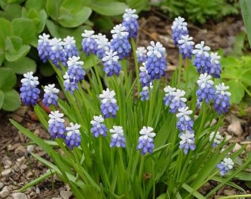 Garden Elements Spring Blooming Bulbs Muscari Mount Hood Grape Hyacinth Blue 10 Pack Ideal for Vibrant Color & Delightful Fragrance Easy to Grow