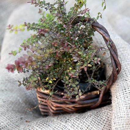 Amazon ロニセラ ニティダ バゲッセンスゴールド 単品 常緑 苗木 庭木 生垣 黄金葉 植木 Amazon ロニセラ ニティダ バゲッセンスゴールド 単品 常緑 苗木 庭木 生垣 黄金葉 植木
