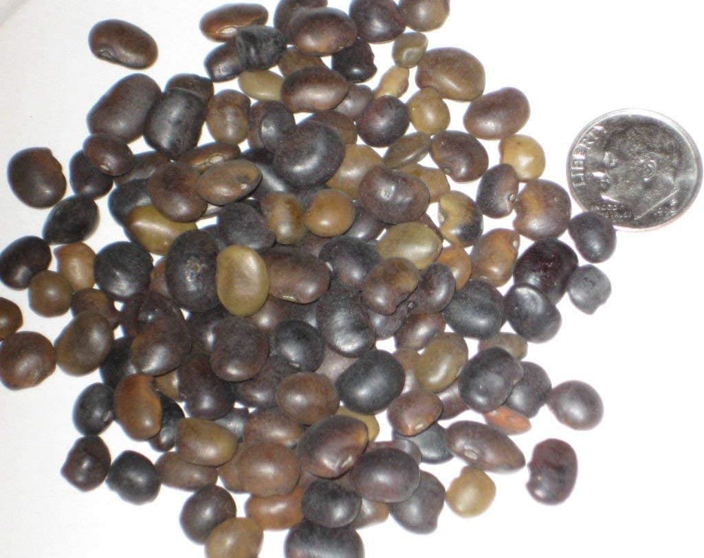 250 giapponese Seed Pagoda bonsai pacchetto Sophora Japonica:Seeds