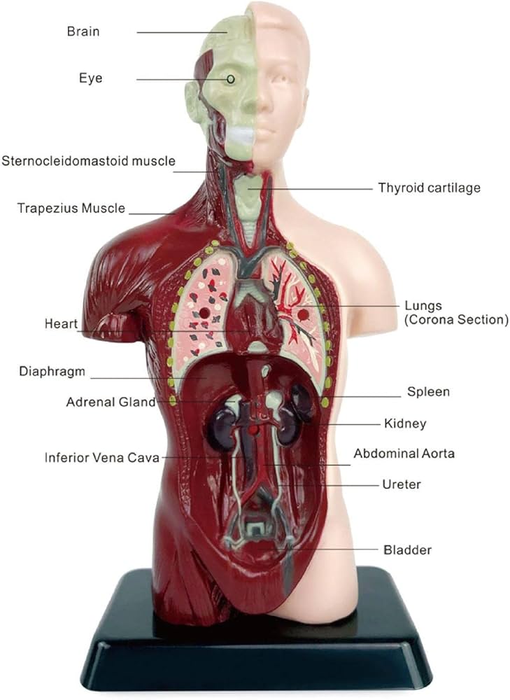 解剖学 内臓模型 トルソー 解剖模型 人体模型 標本 医療器具 大学病院 医学 Amazon.co.jp: 解剖模型 人体模型 胴体 解剖臓器模型 人体トルソー 19