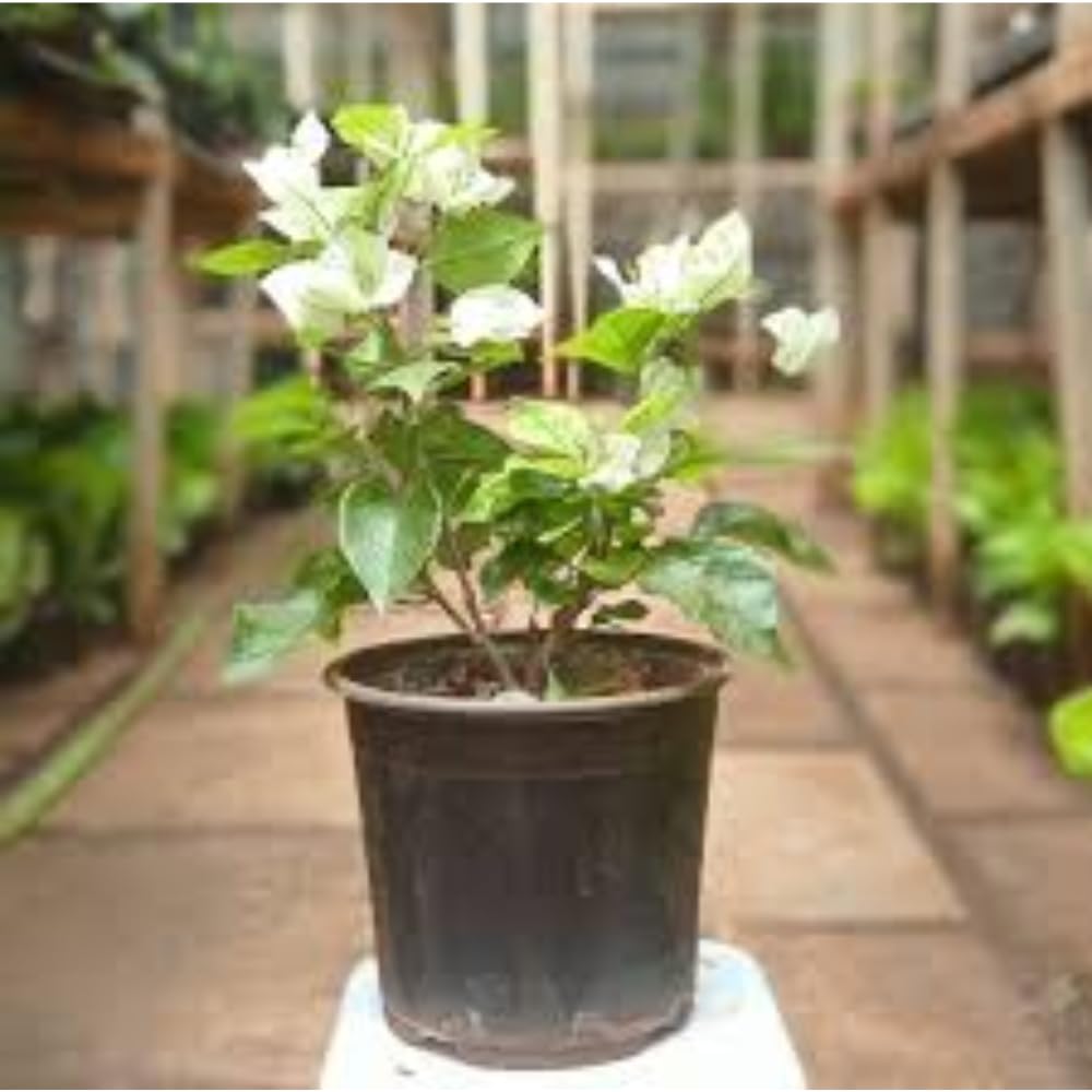 Bhajanlal Greenery Live Climbing Creeper Bougainvillea White Flower Plant with 4 Inches Nursery Pot (B08N2P73GJ) Amazon Price History, Amazon Price Tracker