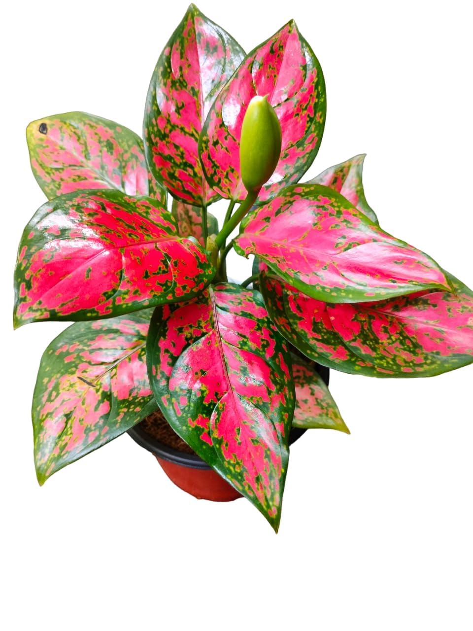 Aglaonema Red Valentine Plant Indoor Healthy Live Plant (Pack of 1) A_17-image-27