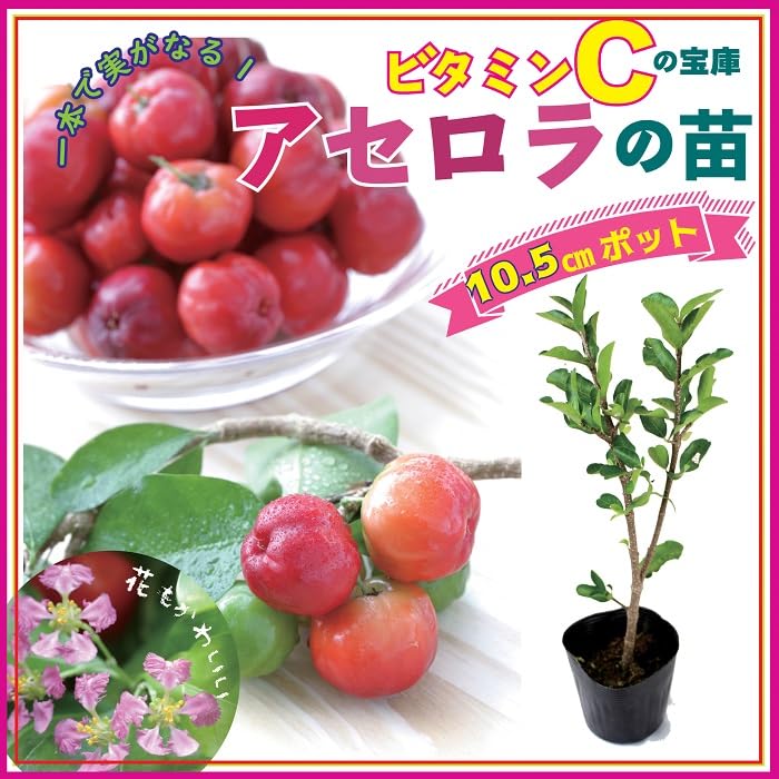Amazon.co.jp: アセロラ 苗 10.5cmポット トロピカル 果樹 挿し木