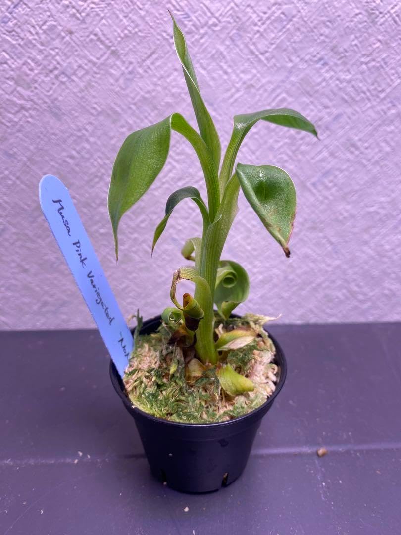 ムサ ノノ ピンク斑入りバナナ2号ポット TC株順化済 ムサ·ノノピンク