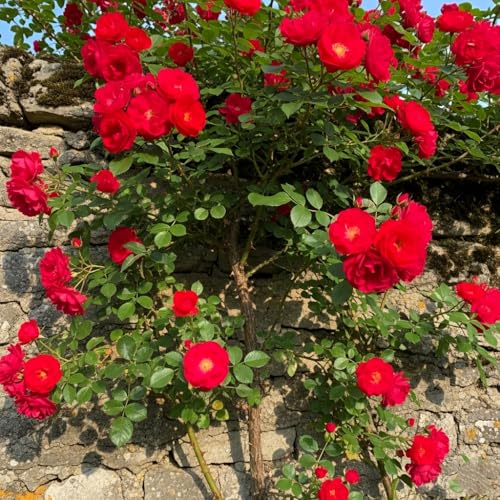 Image of Climbing Rose Hybrid Seeds Pack - Large Flowers- 70 Easy-to-Grow Seeds for Vibrant Blooms, Suitable for All Indian Climates (CRIMSON)