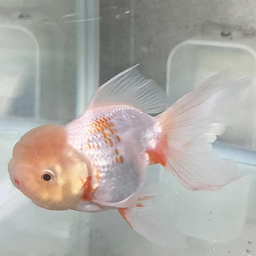 動画あり】フンタン良し！特大！ジャンボオランダ獅子頭（メス）2歳魚